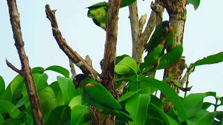 Pionopsitta haematotis Brownhooded Parrot Mitu Vaupes Mitu Birding White sand forest [upl. by Themis]