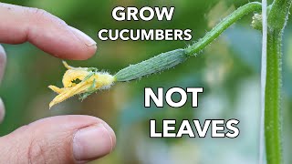 My Clever Ways to MANIPULATE Cucumbers to Produce Early Often and Nonstop [upl. by Akinat281]