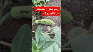 garden اشجار farming نباتات youtubeshorts gardening طماطم plants fruiting اكسبلور [upl. by Seaman776]