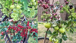 8 BEST FRUIT TO GROW IN POTSCONTAINER BEAR A LOT OF FRUIT [upl. by Ydne]