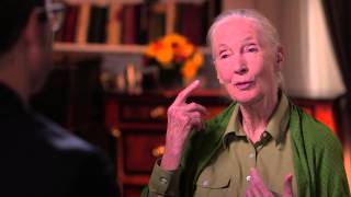 Dr Jane Goodall Interview Last Week Tonight with John Oliver HBO [upl. by Barbe]