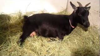 Miley the pygmy goat kidding [upl. by Aiz201]