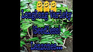 Cutting grafted Lanzoneslongkong Variety seedless [upl. by Yedok]