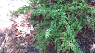 Cryptomeria japonica Spiralis kryptomerie japonská [upl. by Maurise]