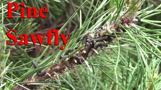 Pine Sawfly [upl. by Kcirrej]