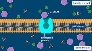 Carrier proteins Uniporters Symporters and Antiporters [upl. by Nnahoj]