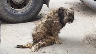 Poor Dog Crawling for a Year Suffers from a Broken Spine and Matted Fur [upl. by Eednahs]