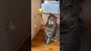 When Cats Smell Food They Hate and Want to Vomit 😂🐱 MyPetsie [upl. by Mcfarland]