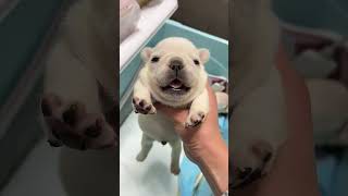 French Bulldog Puppy Barking Isnt It Cute puppies [upl. by Chellman379]