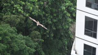 Black kite towering over Hong Kong skyscraper [upl. by Malvina]