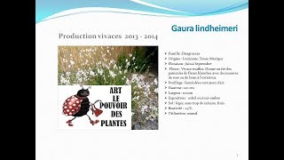 Gaura Lindheimeri  plante vivace [upl. by Ibby]