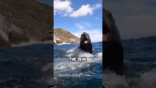 Sea Lion Attacking to Take Fish from Hunter aclassic shorts [upl. by Andel]