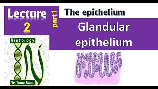 2a Glandular epitheliumHistology [upl. by Prouty152]