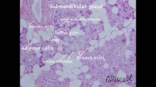 The Submandibular gland under light microscope [upl. by Belita761]