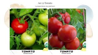 Ace 55 Red Tomato Seeds Lycopersicon esculentum Organic Garden Open Pollinated Heirloom Non GMO USA [upl. by Parsifal]