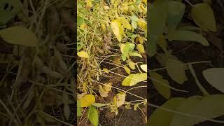 new soybean variety rvsm1135 shotsvideo [upl. by Oiraved]