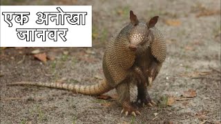 आर्माडिलो जानवर के बारे में 11 रोचक तथ्य  interesting facts about armadillo in Hindi [upl. by Anoerb]