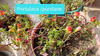 All about care of Purslane  How to grow   my paradise 9193  Purslane floweringplant [upl. by Harihs253]