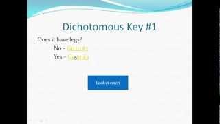 How to use a dichotomous key [upl. by Truscott]