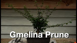 Gmelina Prune Daves Bonsai E330 [upl. by Norrabal]