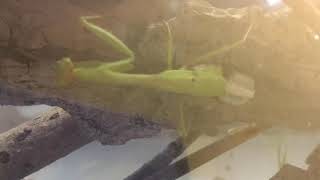 Time Lapse Praying Mantis Laying Ootheca egg sac [upl. by Rocray]