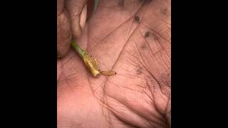 Pink Bollworm on wheat🌾ਗੁਲਾਬੀ ਸੁੰਡੀ ਨੇ ਕੀਤੇ ਕਿਸਾਨ ਦੇ 10 ਕਿੱਲੇ ਤਬਾਹfarming kisanlifepinkbollworm [upl. by Aiuqet297]