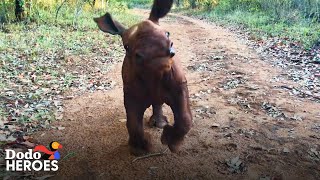 This Womans Kids Are Orphaned Baby Rhinos  The Dodo Heroes [upl. by Aneela]