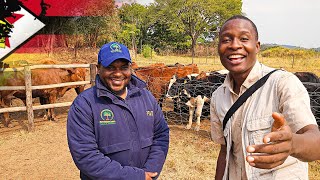 From Australia to Making Thousands of Dollars in Zimbabwe Doing DAIRY FARMING selling Bulls ONLY [upl. by Ellimac]