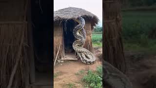 Dogs barking at Massive predator 😱  Python encounter  python snake wildlife shorts ytviral [upl. by Aicelaf360]