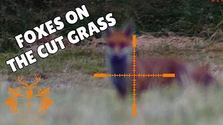 Cut grass Fox control [upl. by Alisander106]