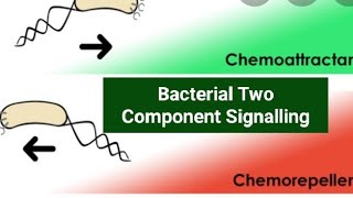 Bacterial Two component system signalling Chemotaxis [upl. by Ivanah701]