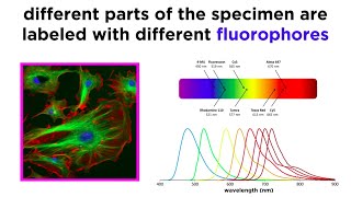 Widefield and Confocal Fluorescence Microscopy [upl. by Eus]