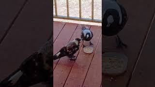 Magpie feeding baby [upl. by Eniffit17]