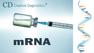 mRNA Vaccine Overview  Creative Diagnostics [upl. by Perron]