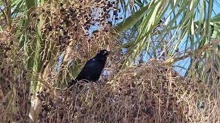 Grackle Singing [upl. by Weir]