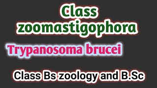 Class zoomastigophora in Urdu  Class BSc and Bs zoology  Trypanosoma brucei [upl. by Mallory927]