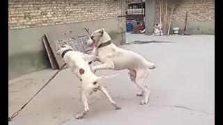 Pitbull attacks a Bully Kutta [upl. by Trebor]