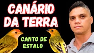 CANÁRIO DA TERRA CANTO DE ESTALO [upl. by Hsetim12]