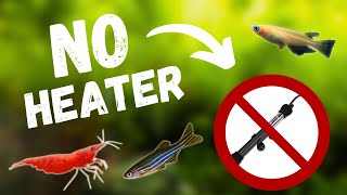 TOP 7 Aquarium Fish That DON’T Need a HEATER [upl. by Stanway]