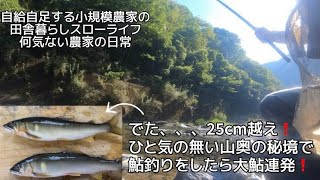 【田舎暮らし自給自足】ひと気の無い山奥の秘境で大鮎を狙う【何気ない農家の日常】【7月鮎釣り】 [upl. by Enyrhtac]