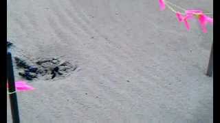 Loggerhead turtle nest hatch Carova Beach 82412 [upl. by Rettuc]