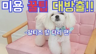 미용 꿀팁 대방출말티즈 앞 다리 편애견미용dog grooming말티즈 미용maltese grooming [upl. by Darrelle772]