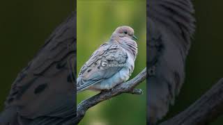 Mourning Dove Song [upl. by Averi]