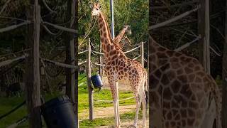 Giraffes of Planckendael ZOO Belgium Please subscribe thanks😀planckendaelzoo mechelen belgium [upl. by Ahseined]