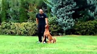 Εκπαιδευση σκυλων  Υπακοη Rhodesian Ridgeback  k9traininggr [upl. by Yahsat]