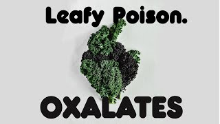 What Are Oxalates  Uncovering The Leafy Poison [upl. by Nairim163]