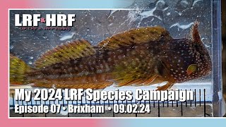 Episode 07 My 2024 LRF Species Hunt  Brixham [upl. by Nojad]