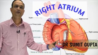 RIGHT ATRIUM OF HEART  INTERNAL FEATURES [upl. by Callan]