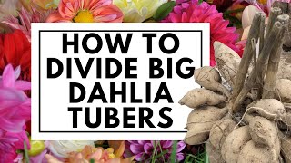 How to Divide Big Dahlia Tubers Easily [upl. by Akienat]