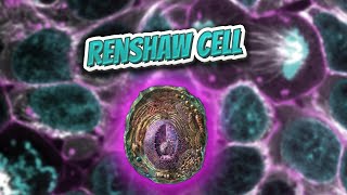 Renshaw cell Everything Human Cells 💬👁️🕺🔎✅ [upl. by Odrareg213]